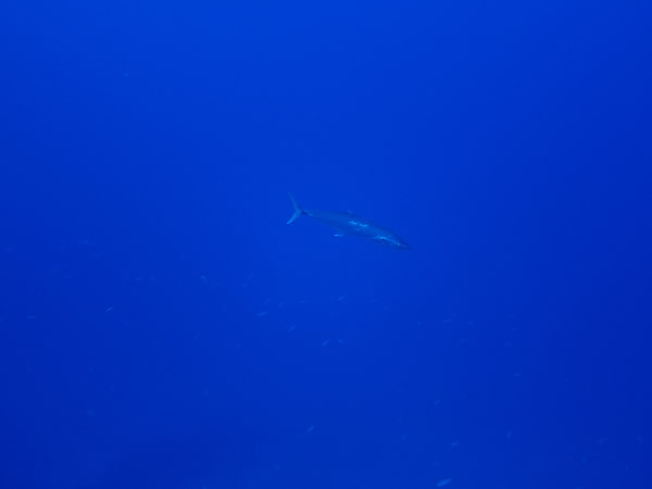 IMG_8305.JPG