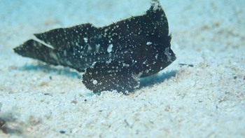 S__7987254_0.jpg