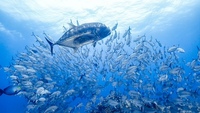 image4.jpegのサムネイル画像